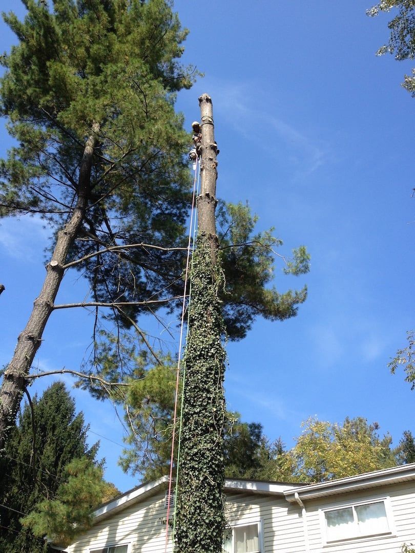 Tall tree trunk beside a house roof under a blue sky, with green pine trees around it.