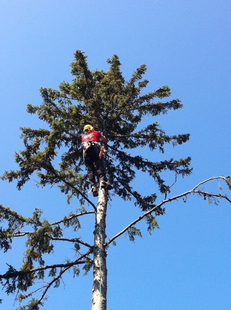 Person climbing a tall tree against a clear blue sky