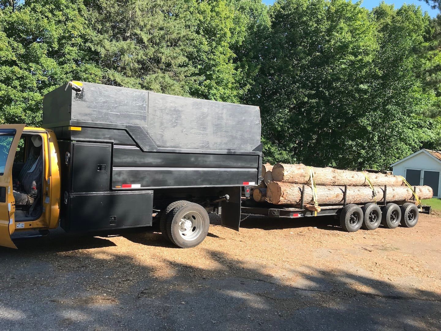 Yellow truck hauling large logs on a trailer in a wooded area