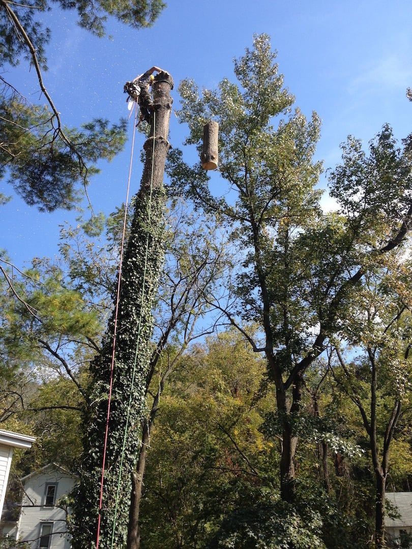 Tall tree trunk being trimmed by a climber in a wooded area under a blue sky