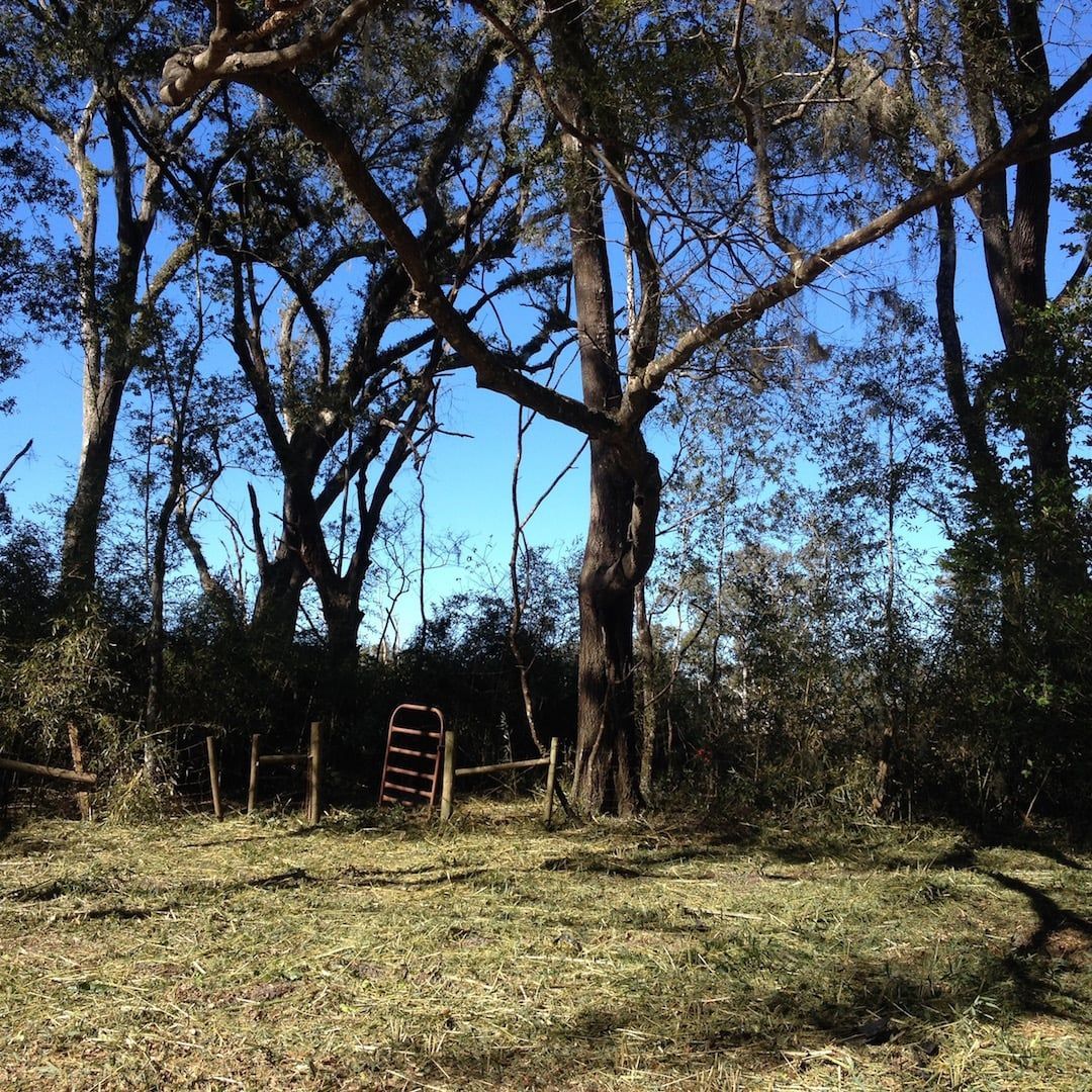 Wooded clearing with tall trees, a red gate, and a grassy foreground under a blue sky