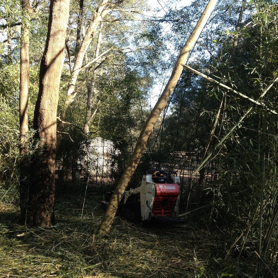 Person in a red wheelchair on a forest path among tall trees and dense greenery