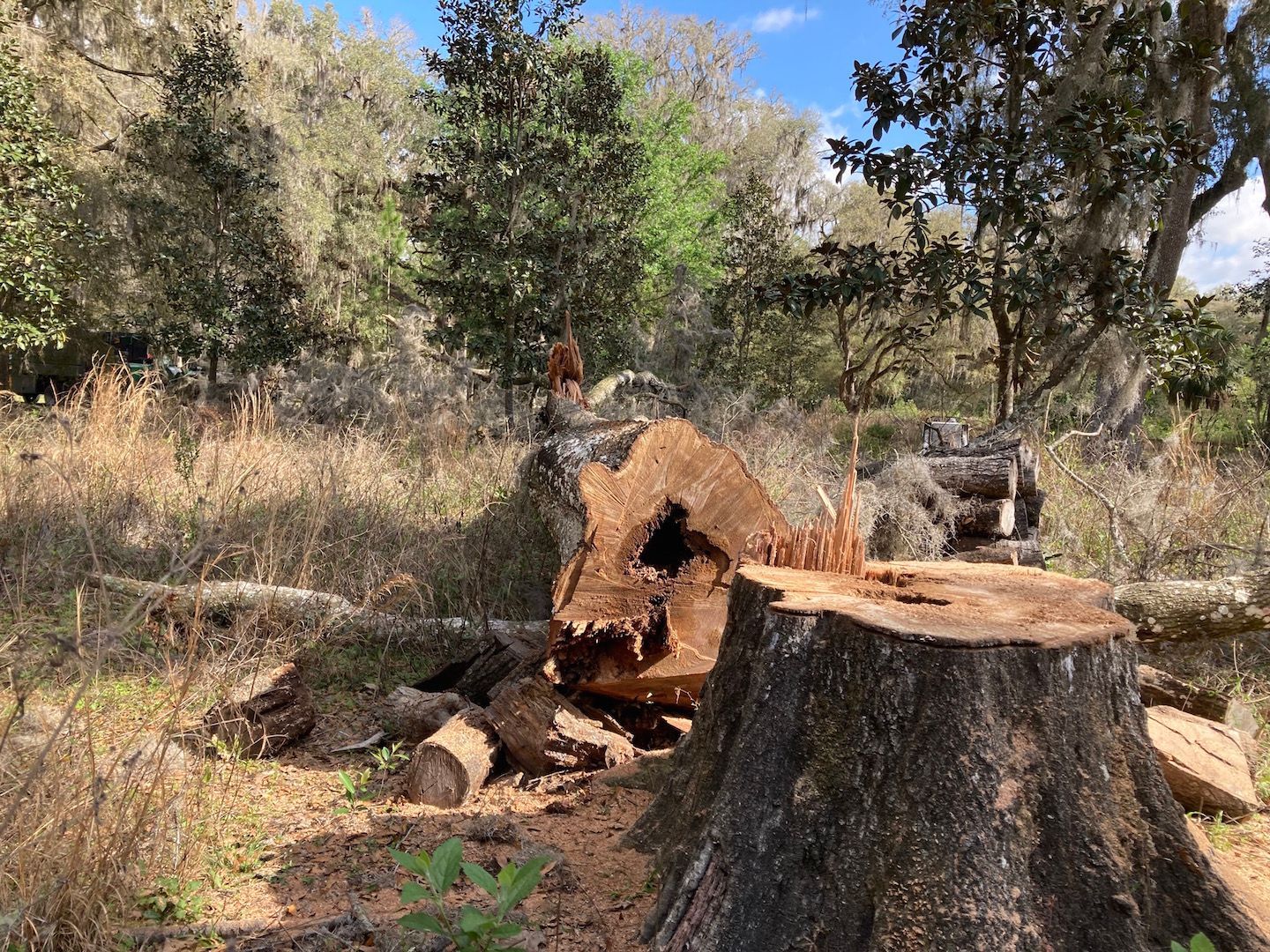 Cut tree stump in a wooded area with a small woodpile and a vehicle in the background