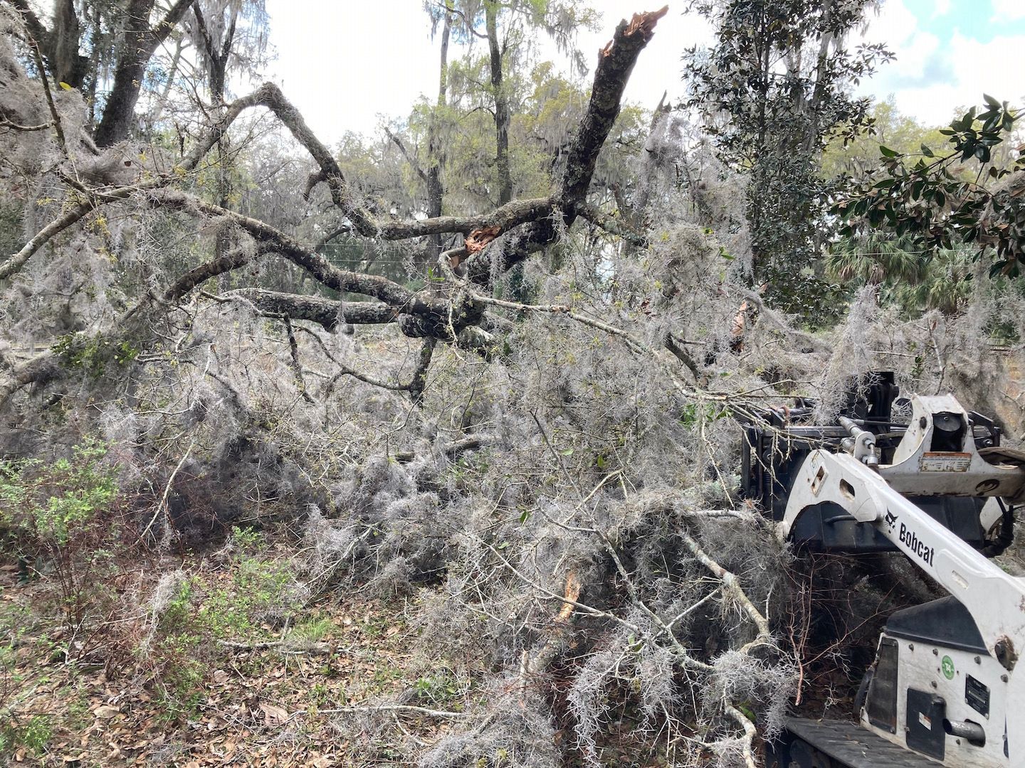 Utility vehicle trimming a fallen tree in a wooded area.