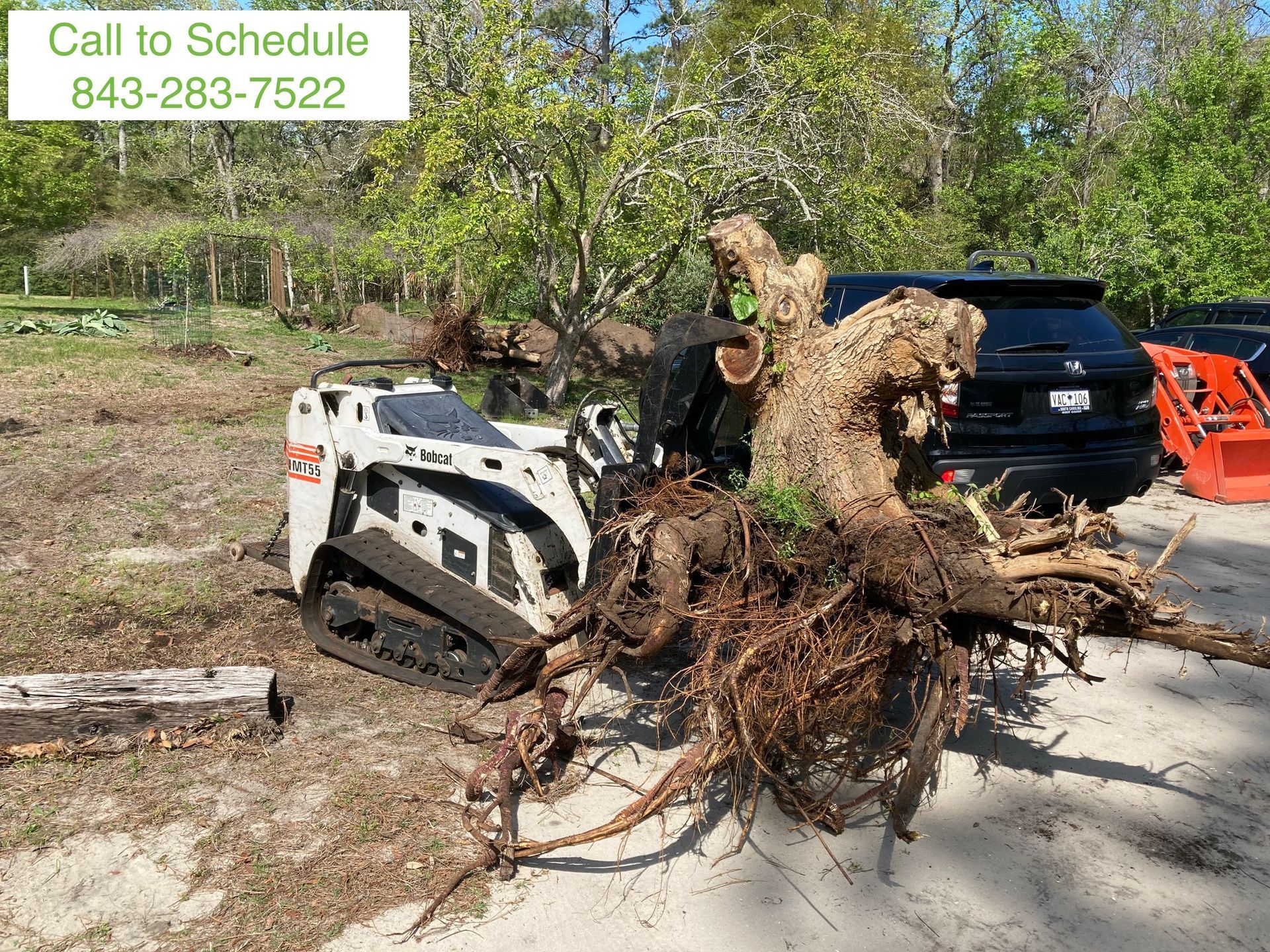 Large uprooted tree with roots exposed beside a white skid steer on a roadside cleanup site.