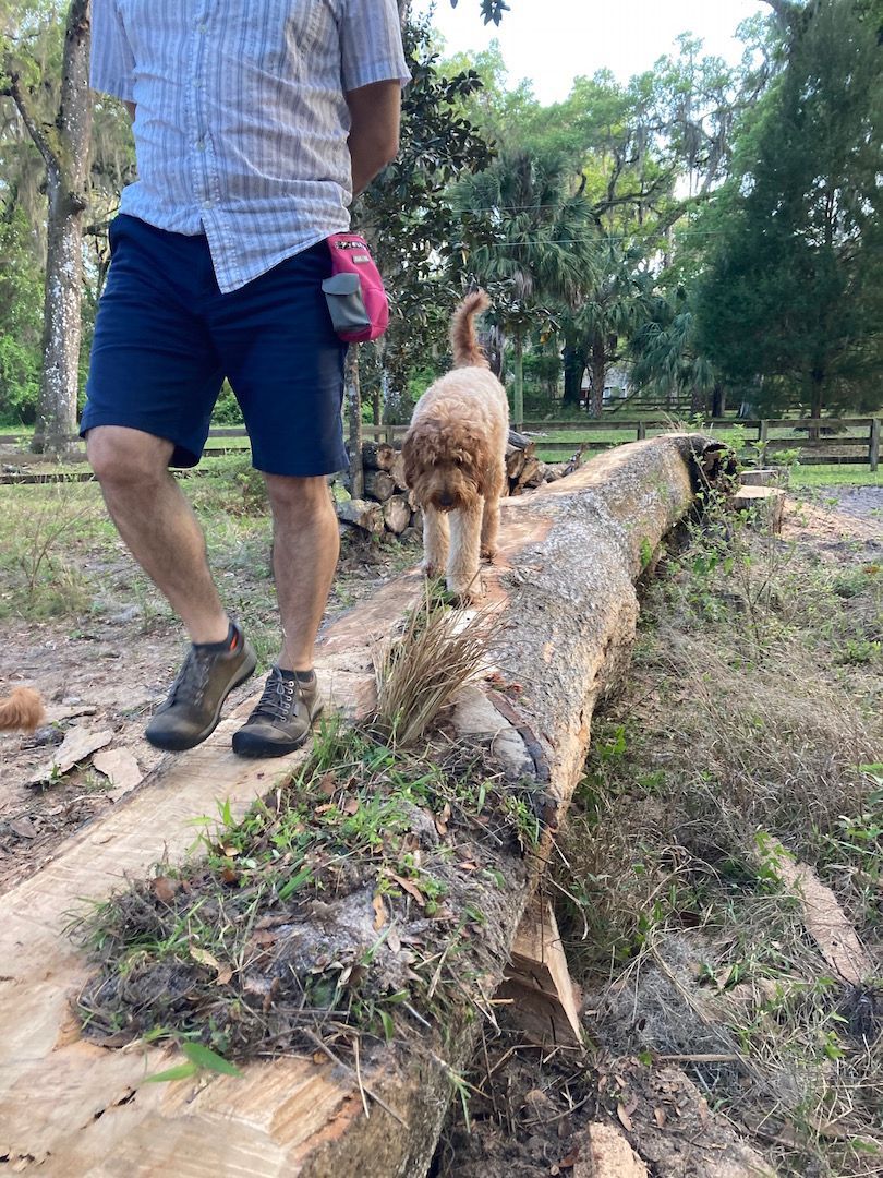 Person walking on a fallen tree trunk with a tan dog in a wooded park setting