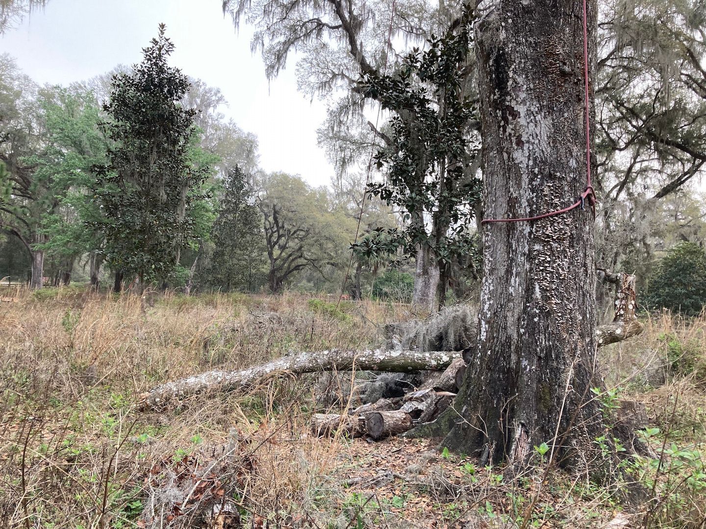 Wooded clearing with tall grass, a large tree in the foreground, and fallen branches on the ground