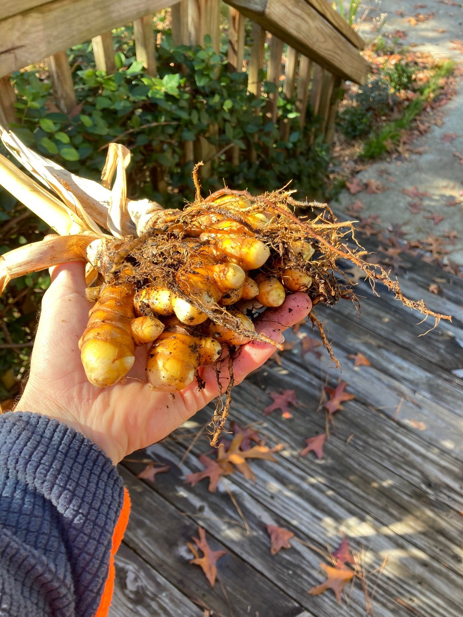 Hand holding freshly dug yellow roots with dirt and stems, outdoors on a wooden deck by stairs