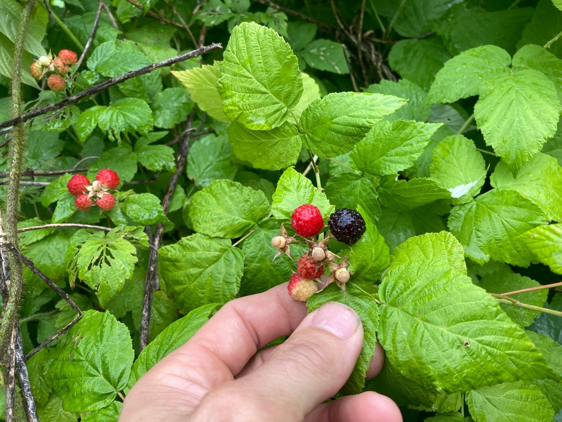 Hand picking ripe red and black berries among green leaves in a garden