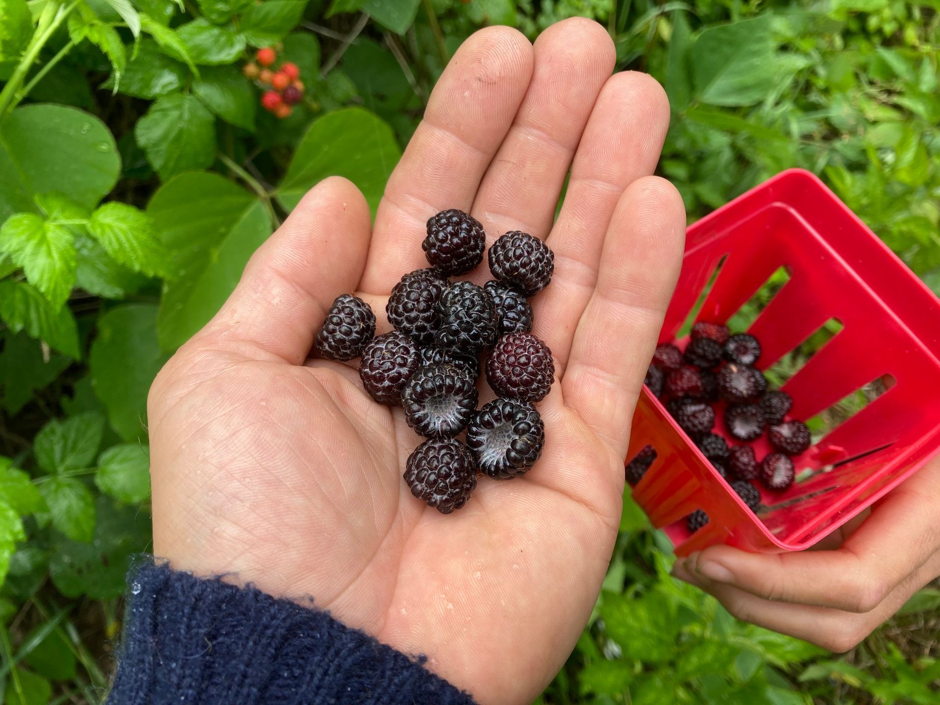 Hands holding small black berries, with a red basket of berries beside green foliage.