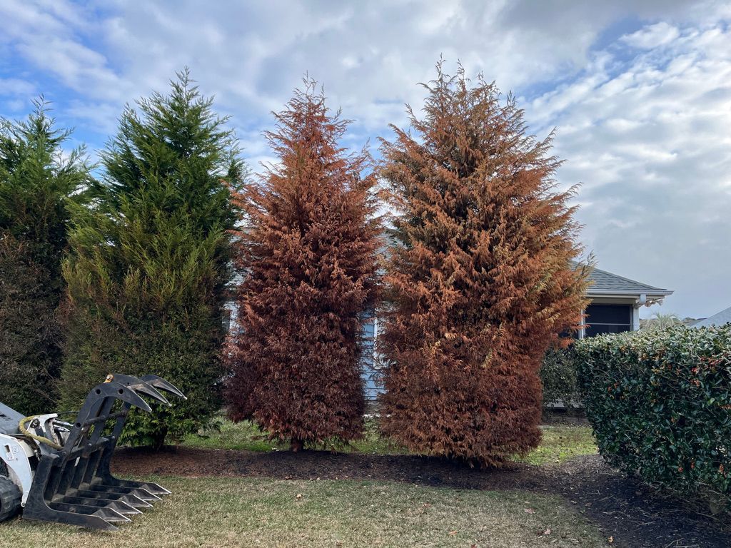 Three evergreen shrubs in a yard, with two reddish-brown trees centered between green bushes and a cloudy sky.