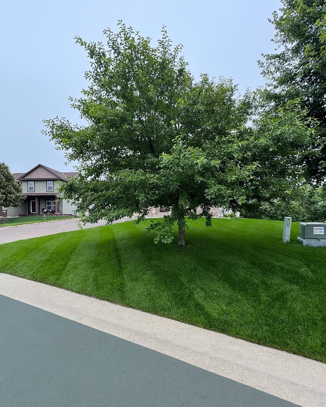 Tree on a grassy slope beside a sidewalk in a residential neighborhood, with houses in the background