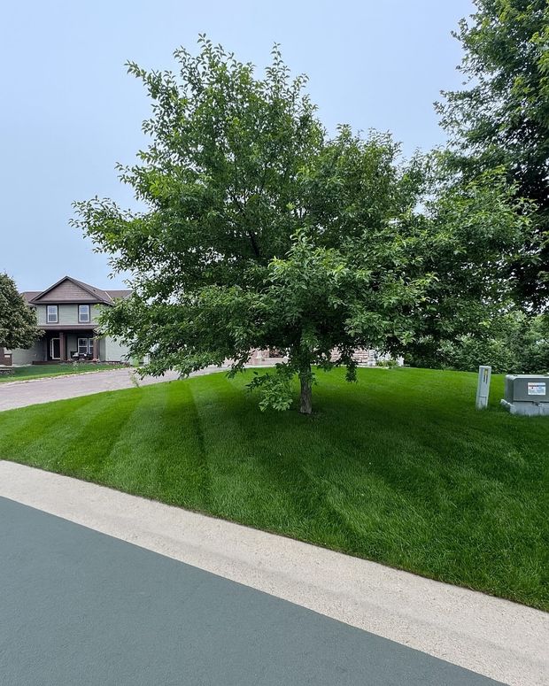 Tree on a grassy slope beside a sidewalk in a residential neighborhood, with houses in the background