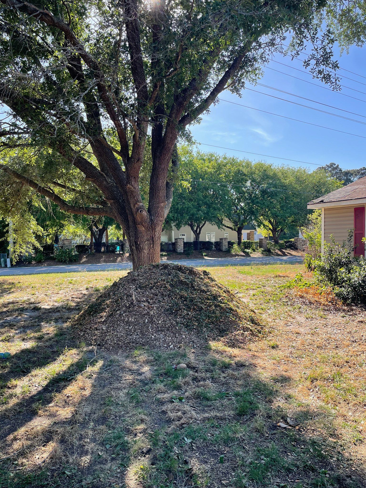 Large tree with a pile of leaves at its base in a sunny yard, with a house visible on the right.