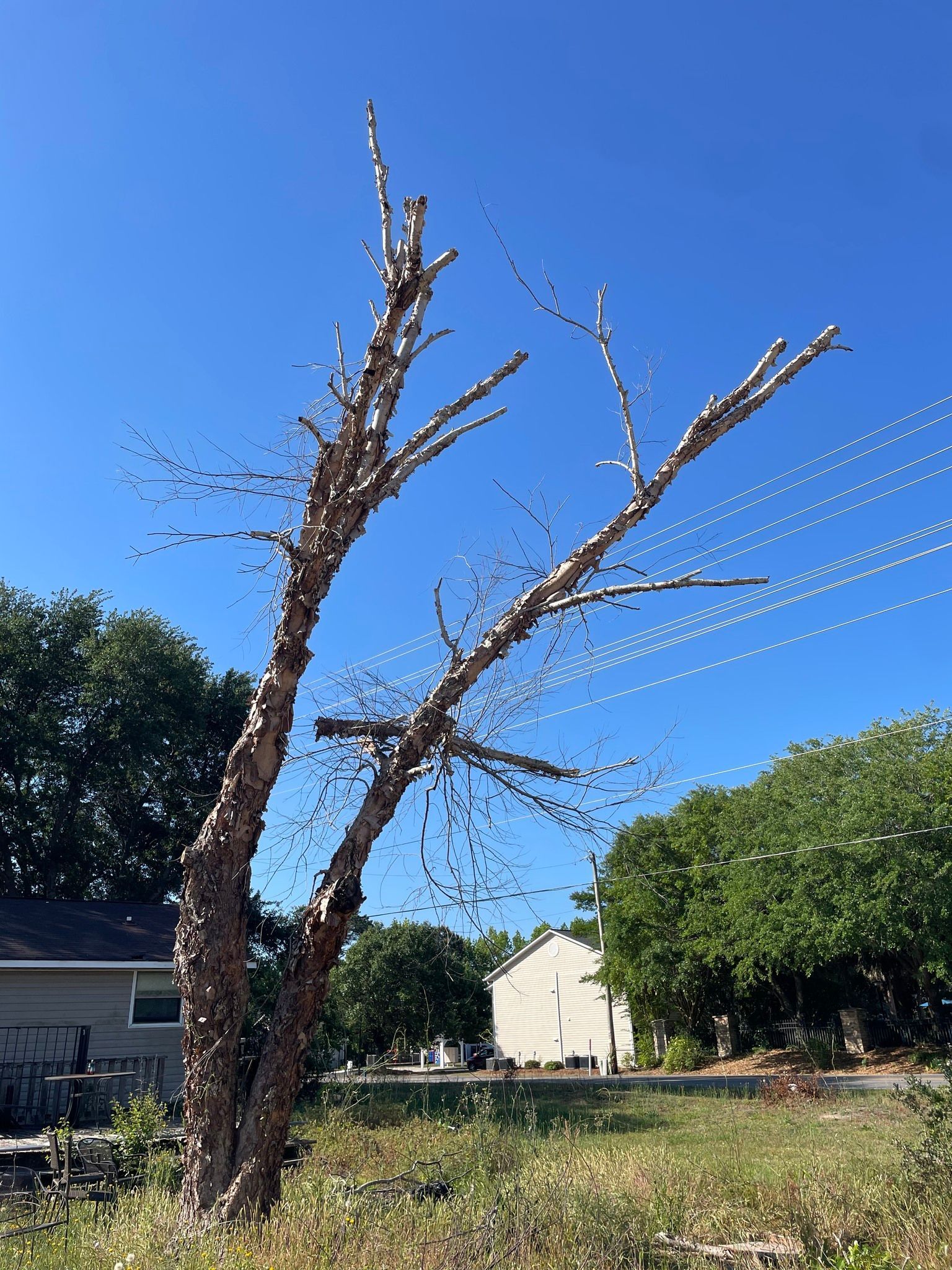 Leafless tree pruned into a bare trunk with branches, against a bright blue sky in a grassy yard.