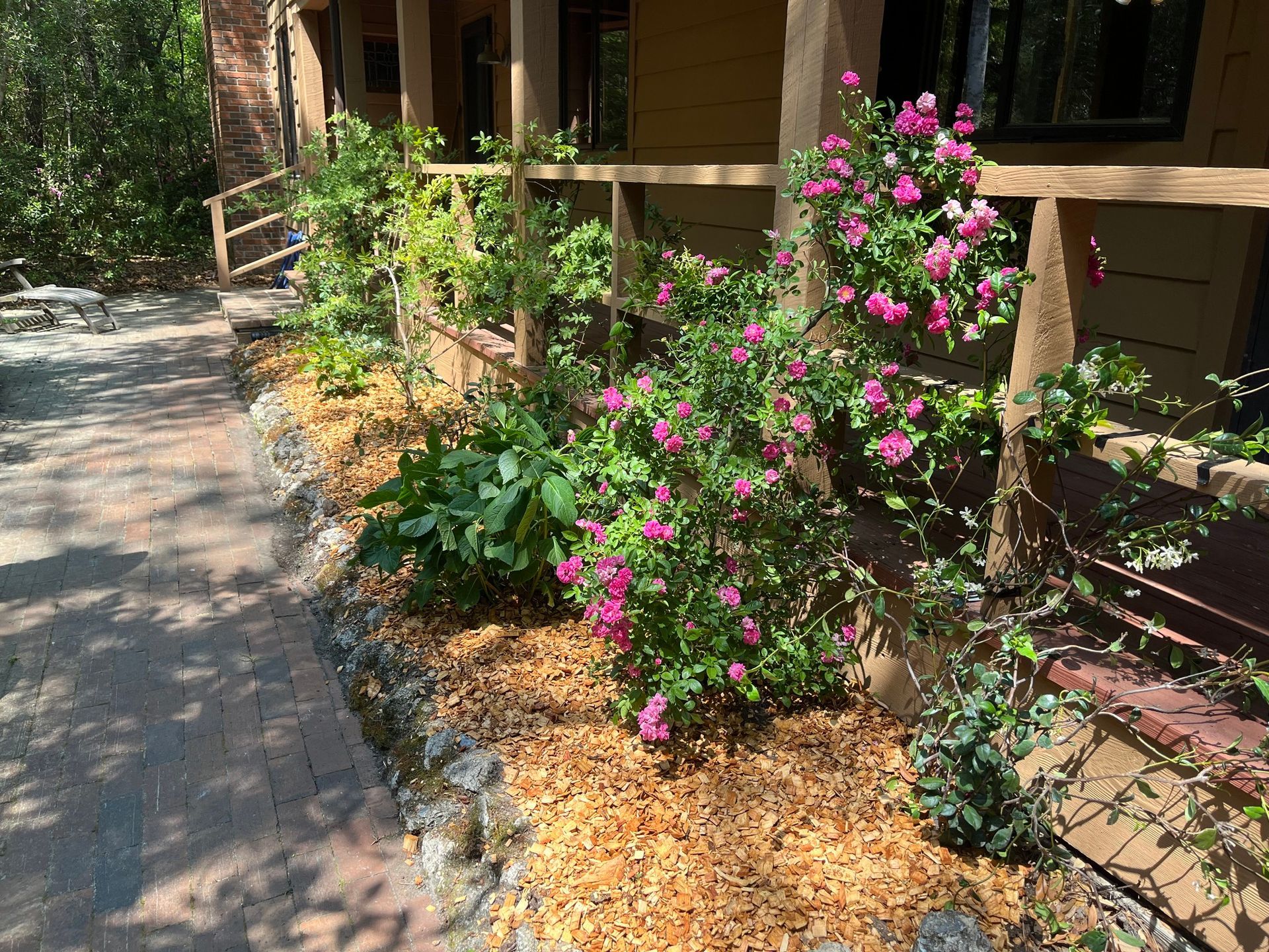 Pink flowering shrub beside a house along a sunlit garden path