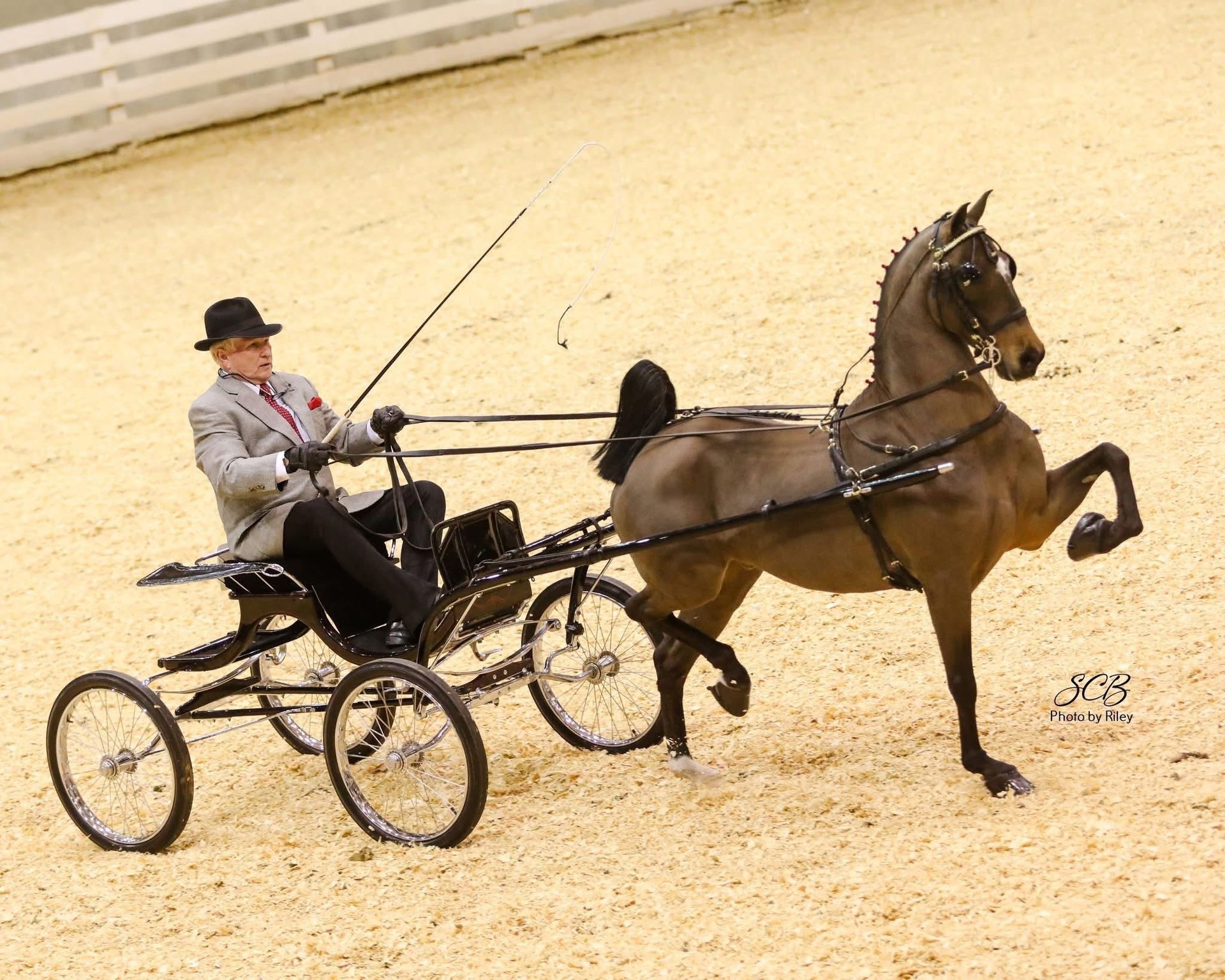 photo of woman showing Hackney Pony at Devon Horse Show