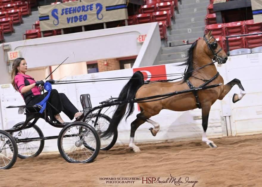 photo of woman showing Hackney Harness Pony at World's Championship Horse Show