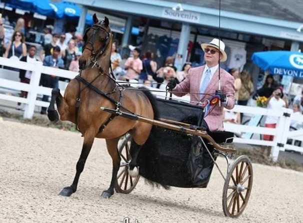 photo of woman showing Hackney Pleasure  Pony in California