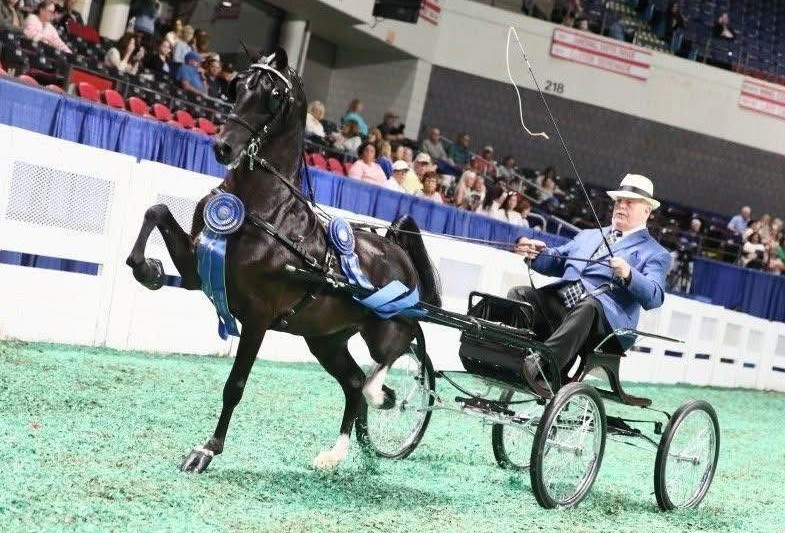 photo of man showing Hackney Harness Pony at World's Championship Horse Showi