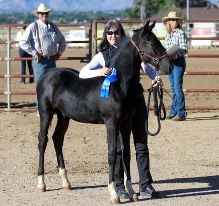 photo of woman showing weanling Hackney Pony in hand