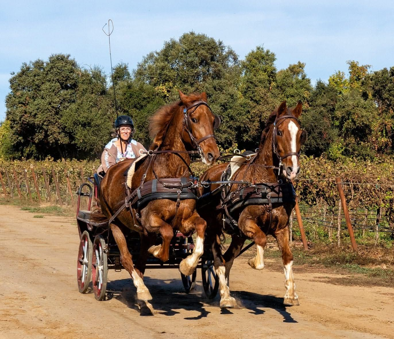 photo of man showing Hackney Horse at Royal Winter Fair