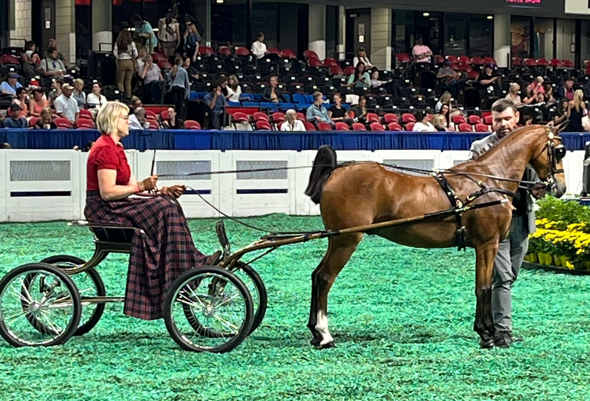 photo of woman making victory pass with Hackney Pony