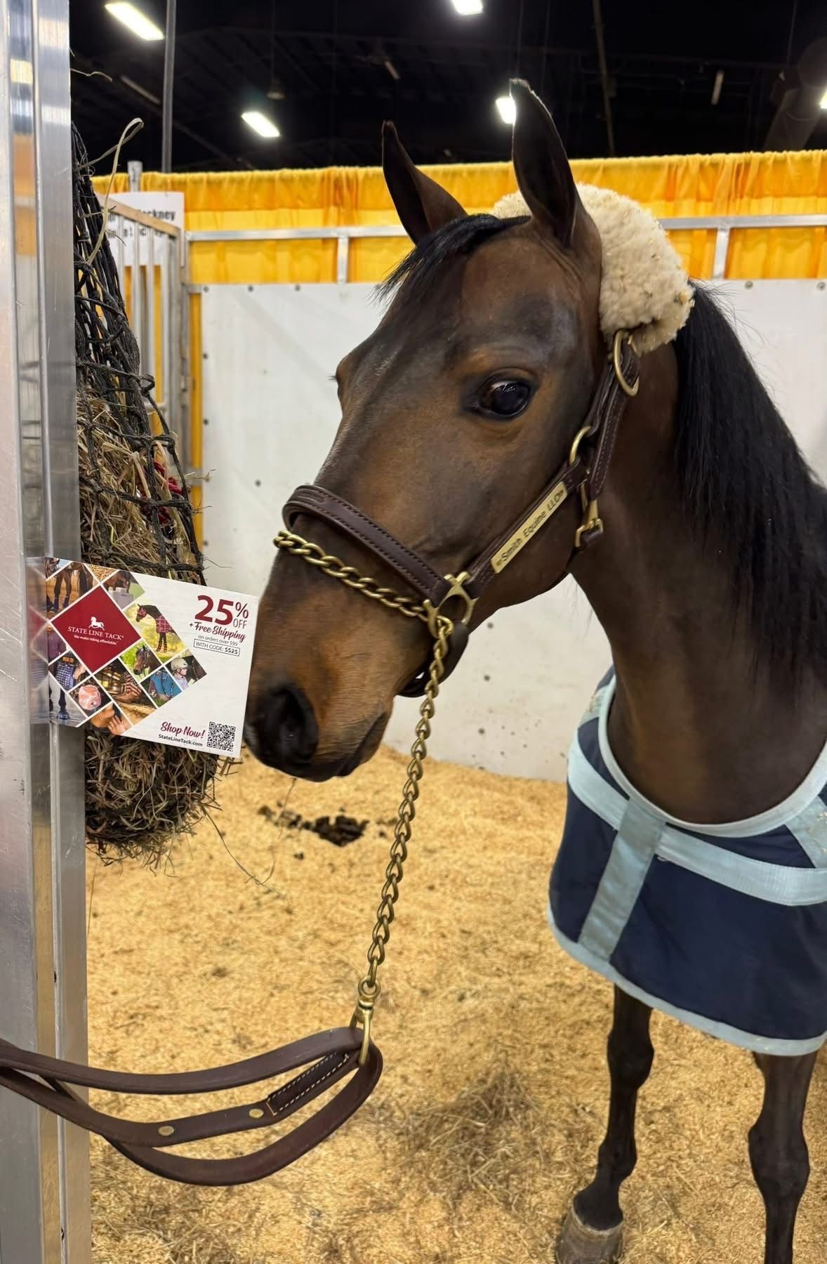 photo of woman driving Hackney Pony in show ring
