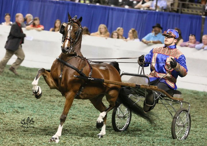 photo of Joe Crawford Harrod driving Hackney Roadster Pony at the World's Championship Horse Show
