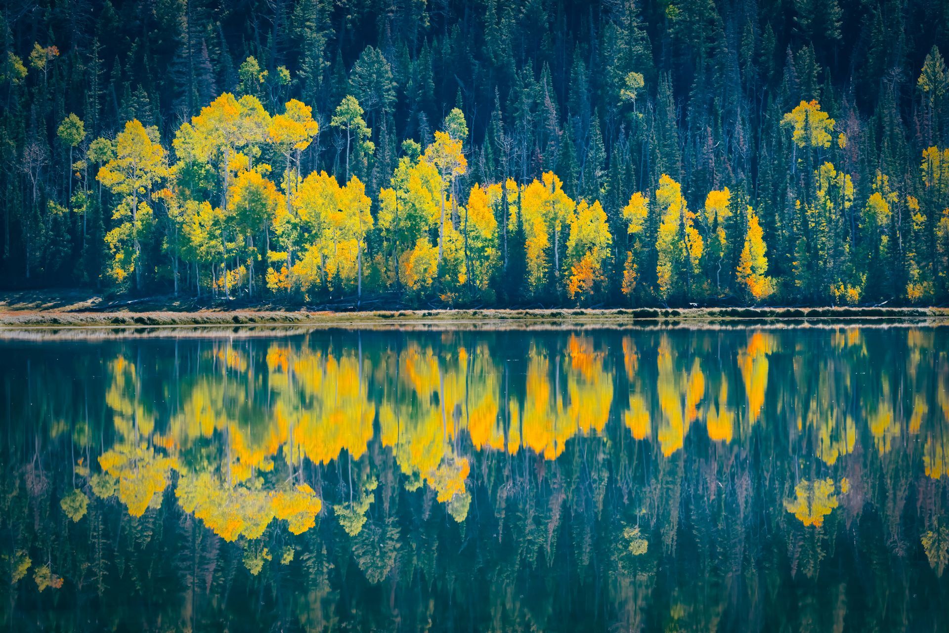 Row of yellow autumn trees reflected in calm lake, dark green forest background.