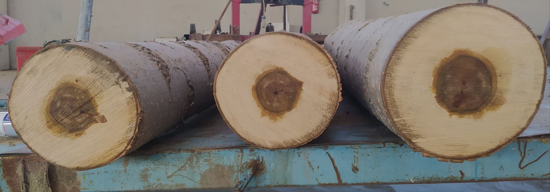 Tre tronchi tagliati, dal legno chiaro e dal centro marrone, sono appoggiati su una superficie verde.