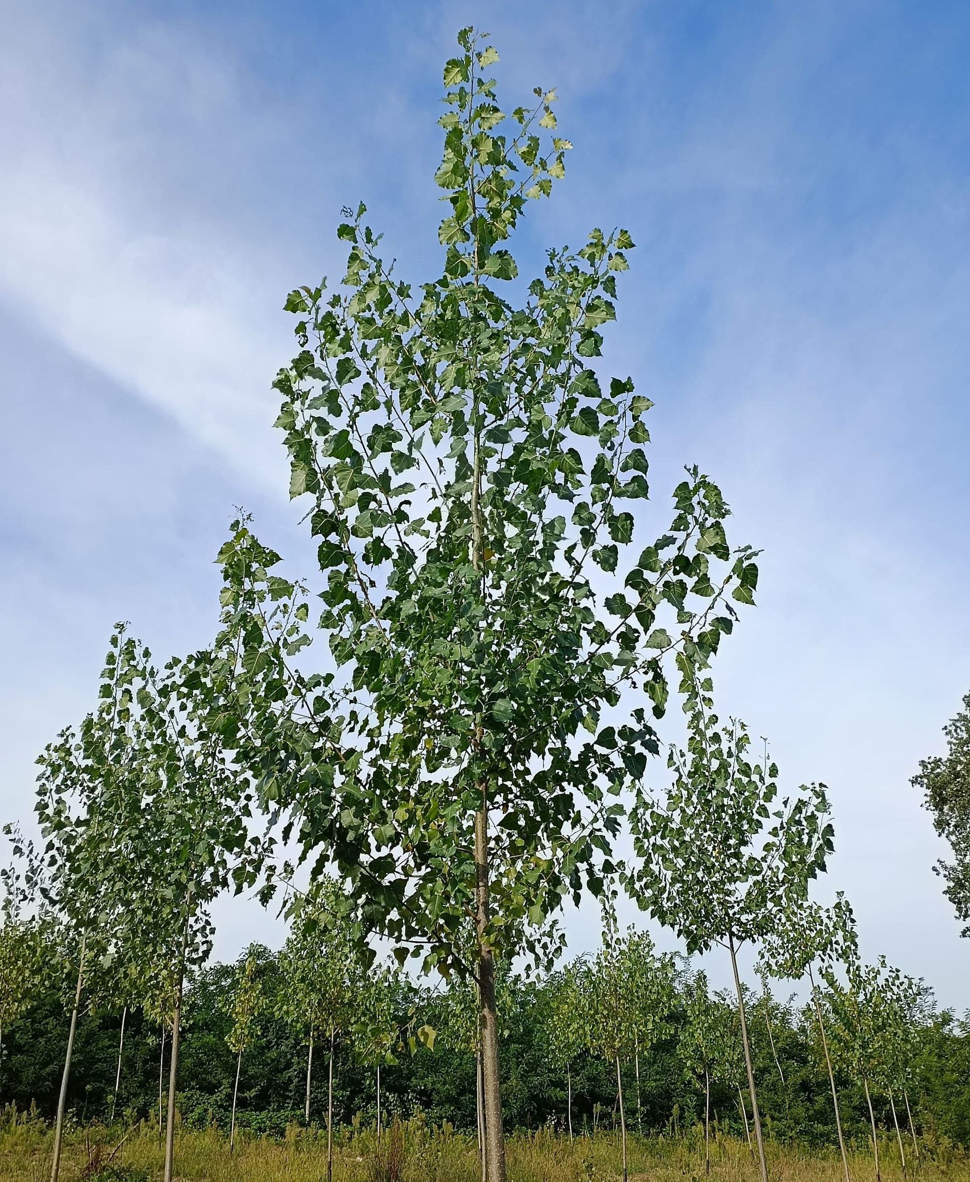 File di alberi snelli e verdi con foglie a forma di cuore contro un cielo azzurro.