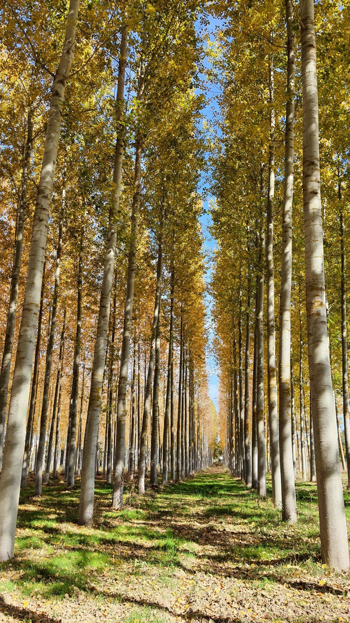File di alberi alti con tronchi bianchi e foglie ingiallite sotto un cielo azzurro.