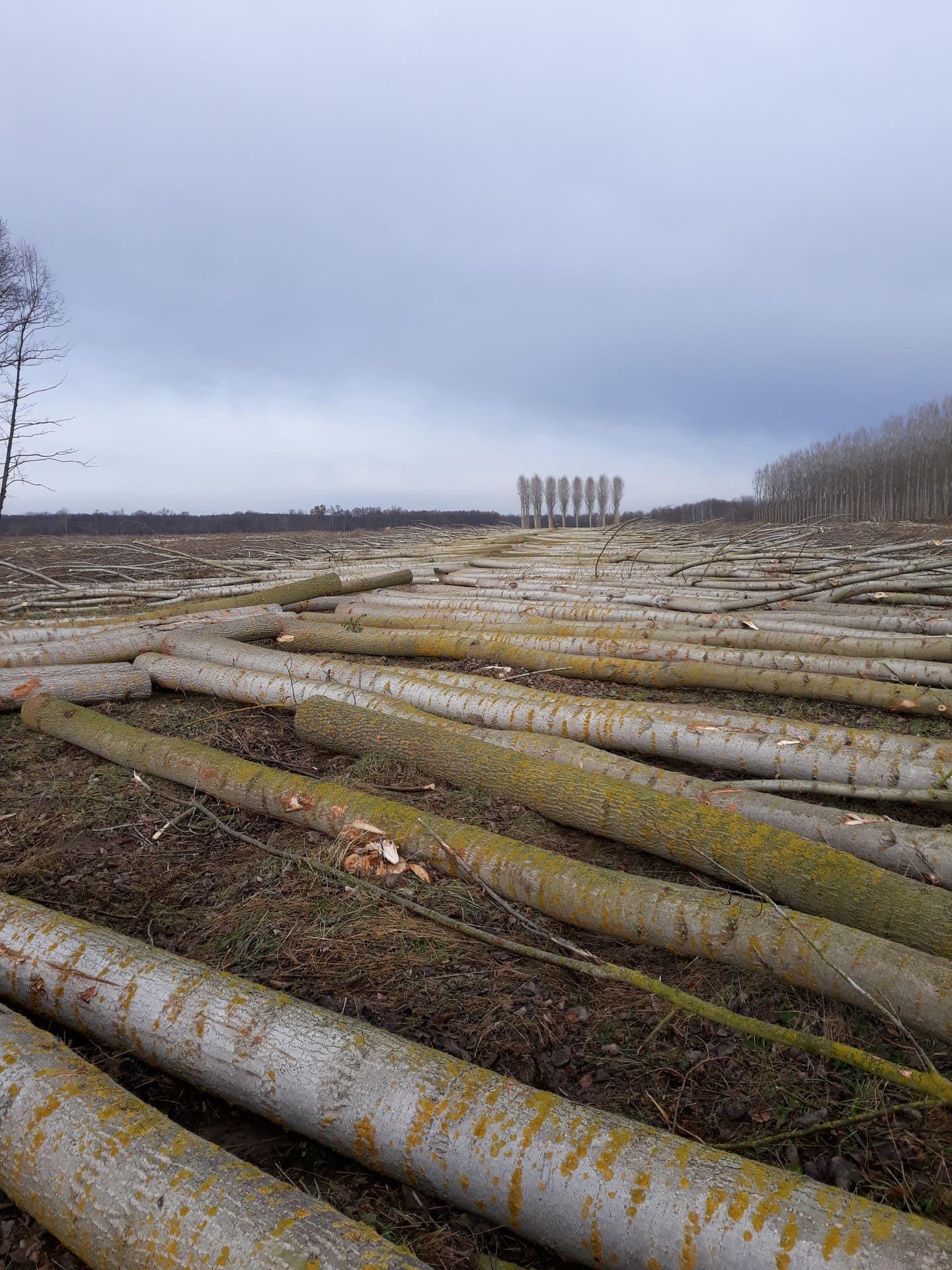 Tronchi d'albero tagliati sparsi su un campo fangoso; in lontananza una fila di alberi in piedi sotto un cielo nuvoloso.