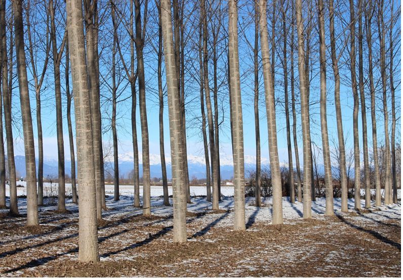 File di alberi alti e spogli, con la corteccia chiara, proiettano lunghe ombre su un campo innevato, contro un cielo azzurro.