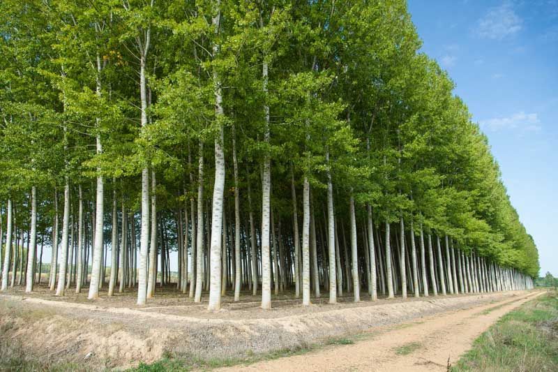 Fila di alberi alti con tronchi bianchi e foglie verdi, lungo un sentiero sterrato.