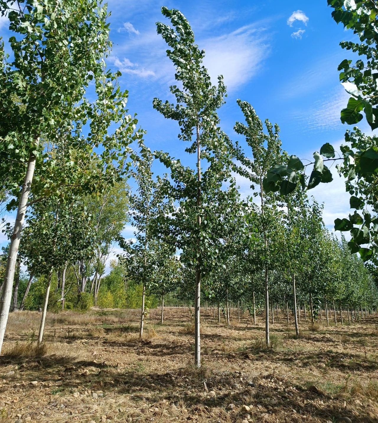 Fila di giovani alberi sotto un cielo azzurro, foglie mosse dal vento.