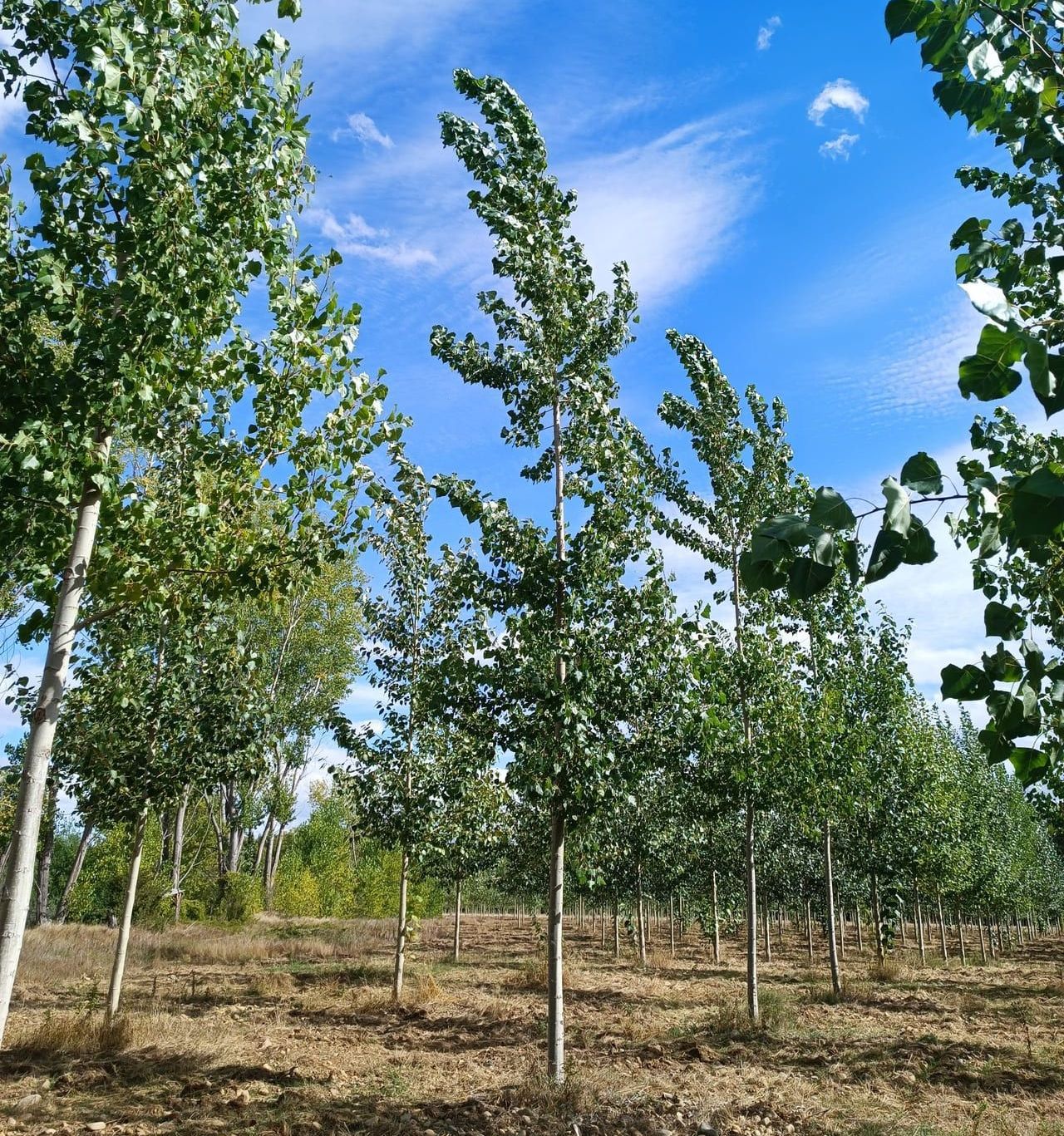 Fila di giovani alberi con foglie verdi, sotto un cielo azzurro brillante.