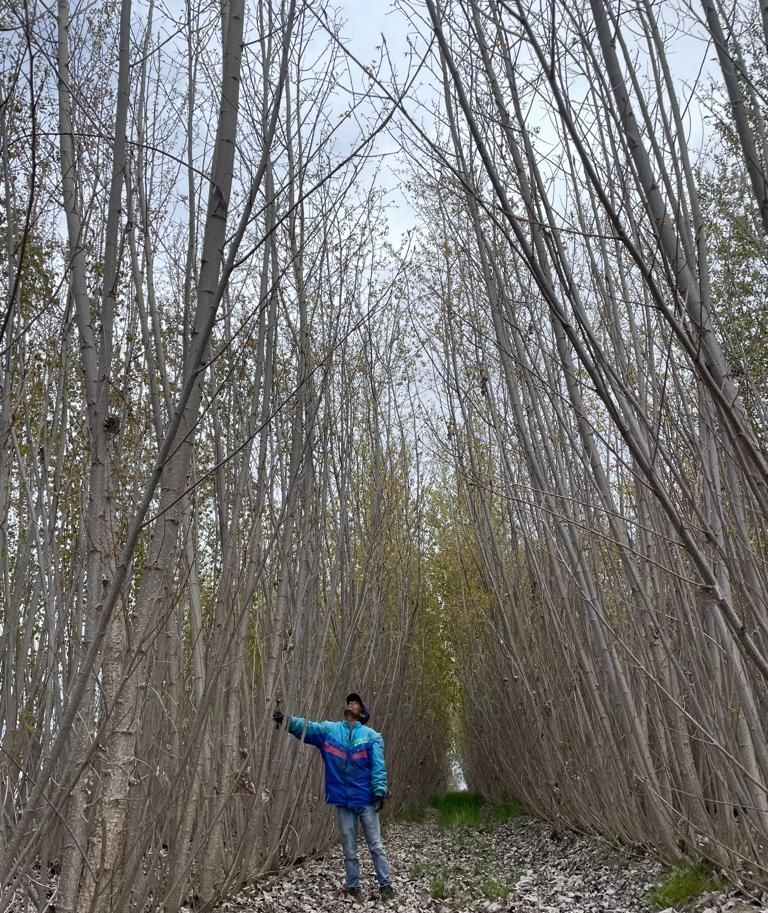 Persona in piedi in un corridoio di alberi alti e spogli, che indica con la mano sinistra.