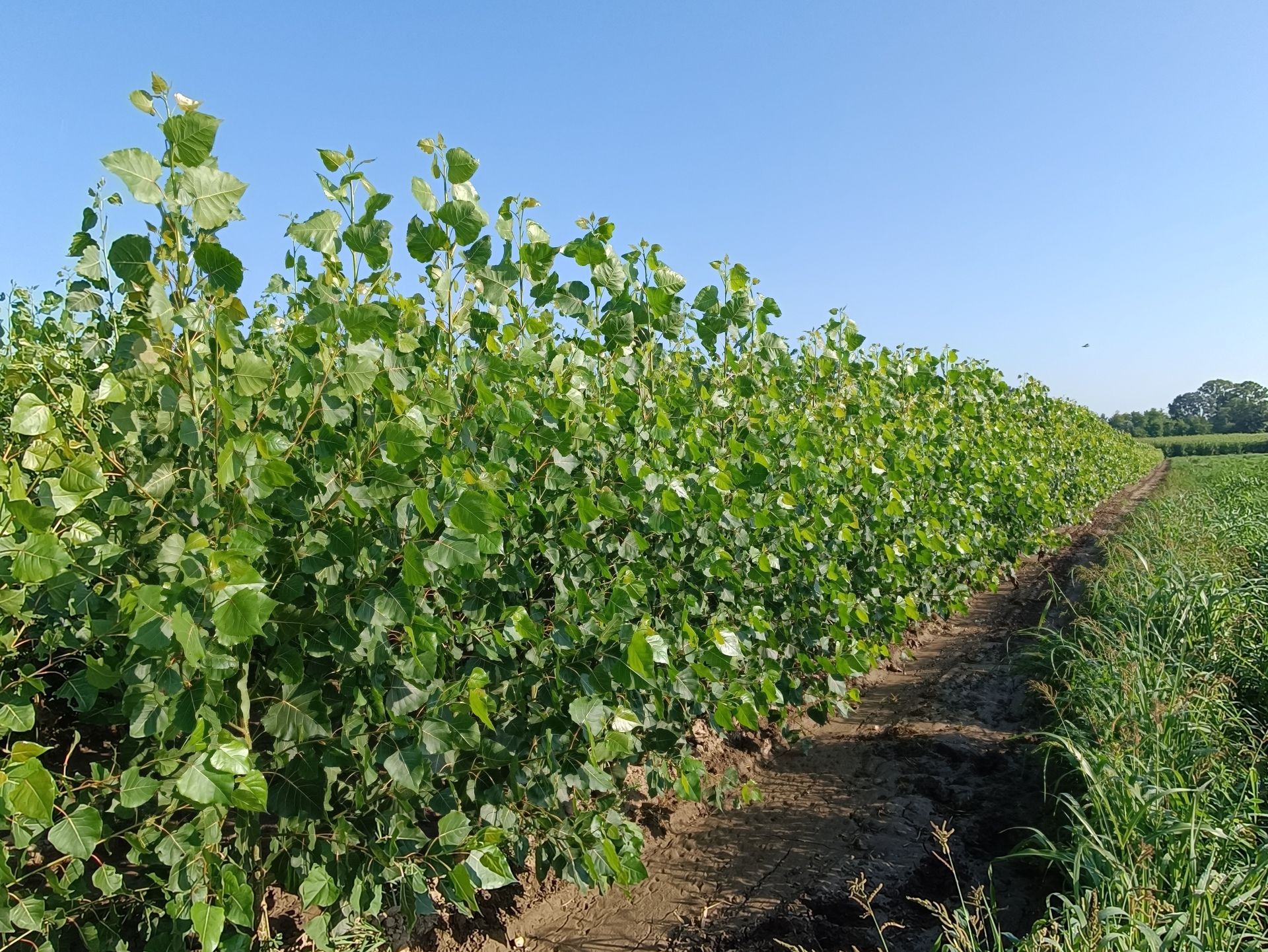 Fila di piante verdi e frondose contro un cielo azzurro e terso, accanto a un'area erbosa.
