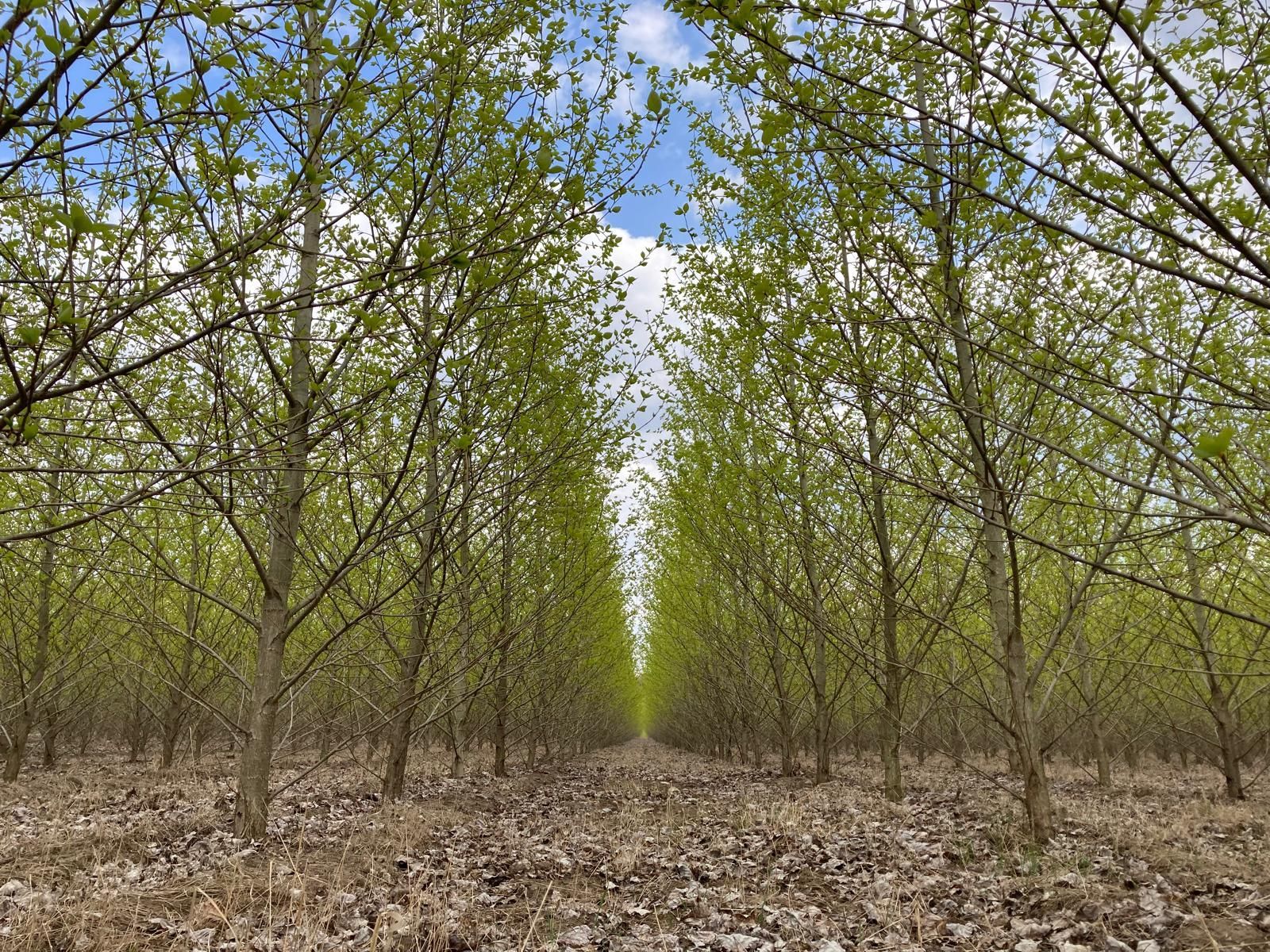 File di giovani alberi con foglie verdi in boccio si estendono in lontananza sotto un cielo azzurro.