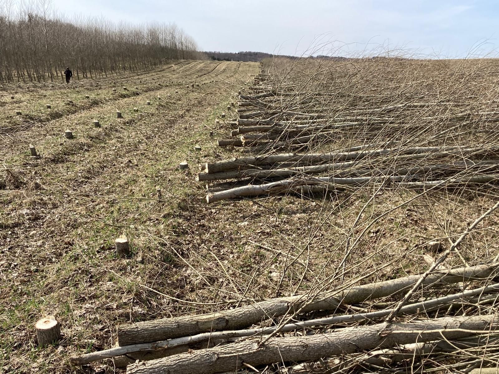 Campo di tronchi e ceppi tagliati. Gli alberi delineano lo sfondo.