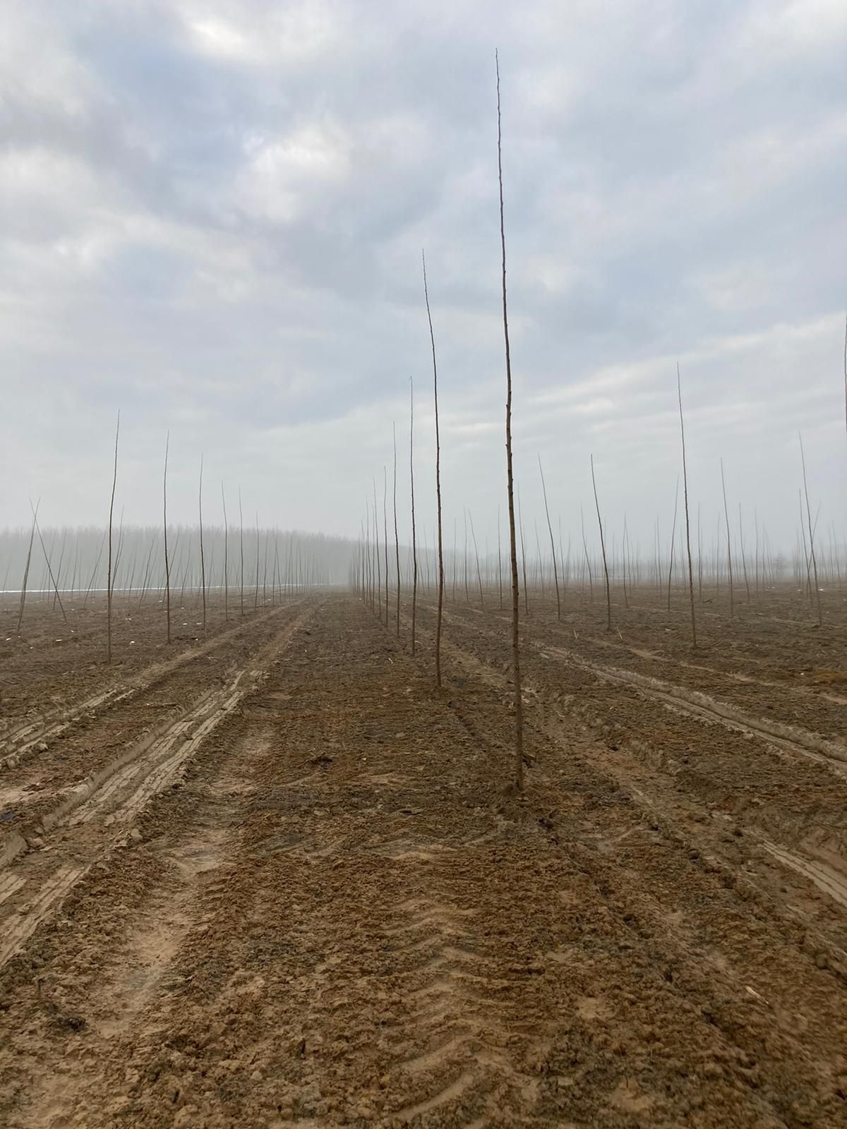 File di giovani alberi piantati in un campo fangoso sotto un cielo nuvoloso.