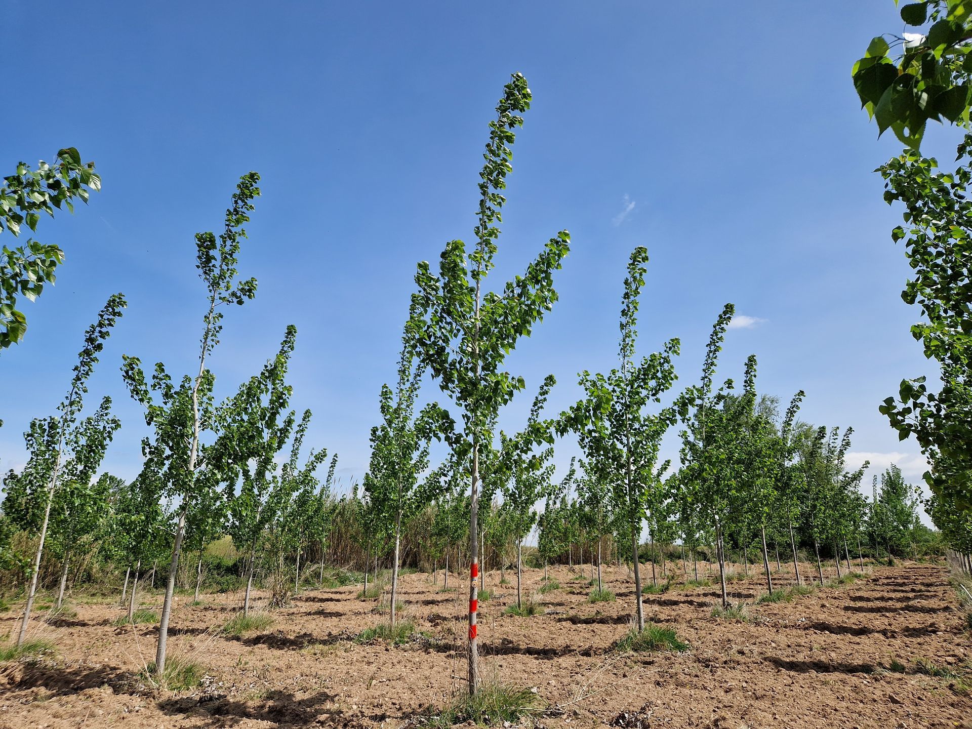 Giovani alberi in un campo sotto un cielo azzurro.