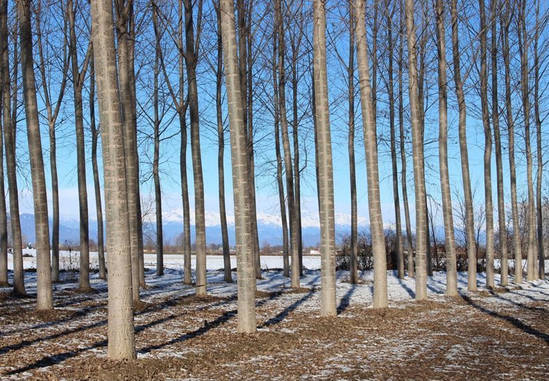 File di alberi spogli proiettano ombre sul terreno innevato sotto un cielo azzurro, con le montagne in lontananza.