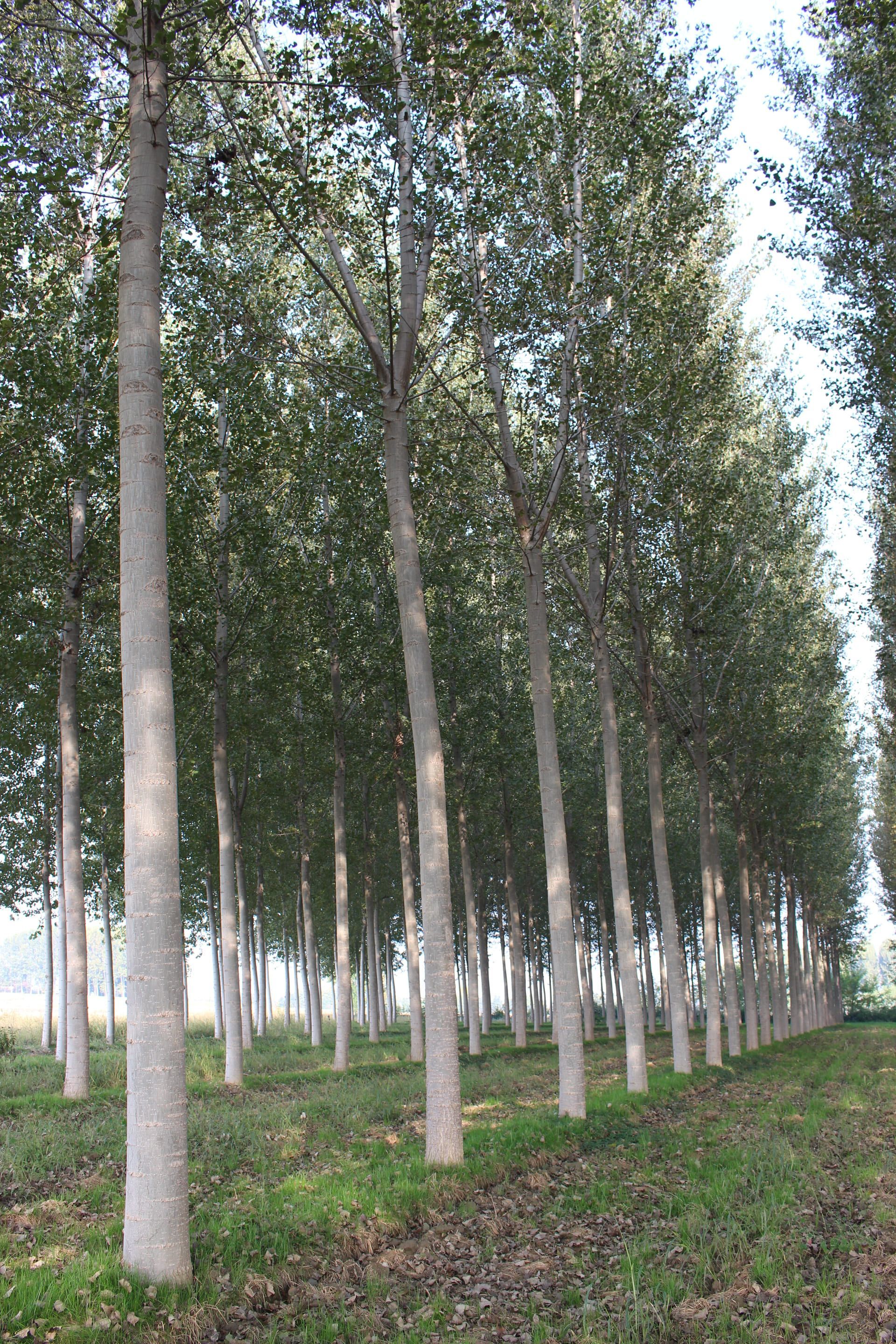 File di alberi alti e snelli con corteccia grigio chiaro, probabilmente piantati in un campo.