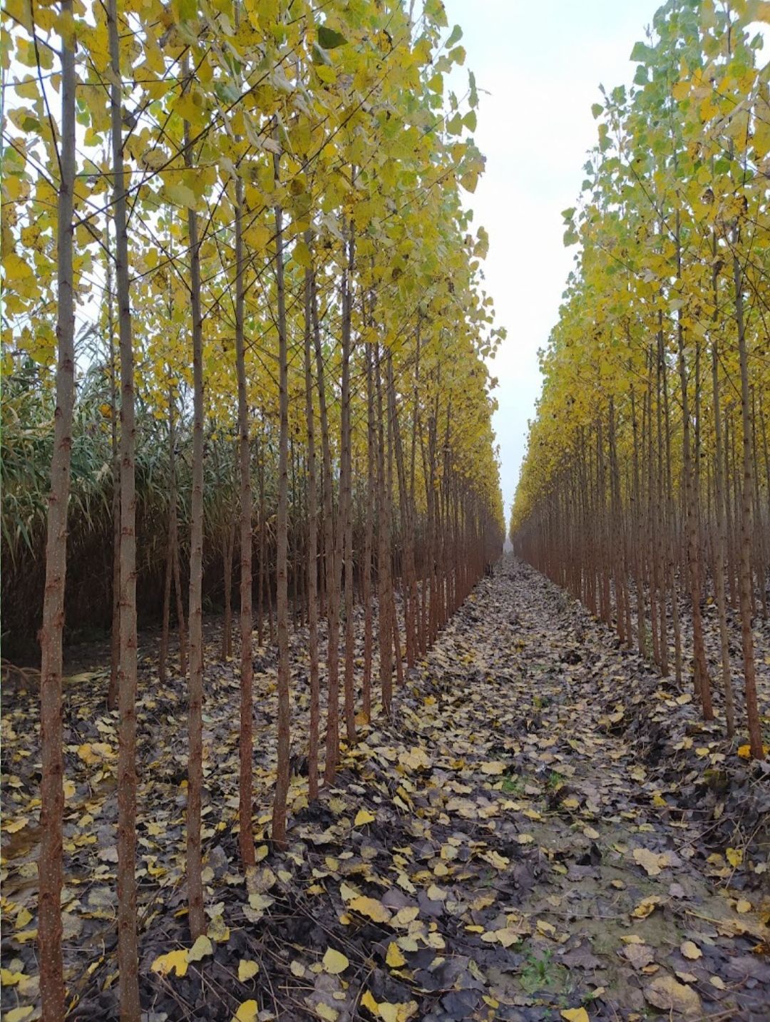 File di alberi alti e snelli con foglie gialle in un campo in autunno; le foglie cadute ricoprono il terreno.