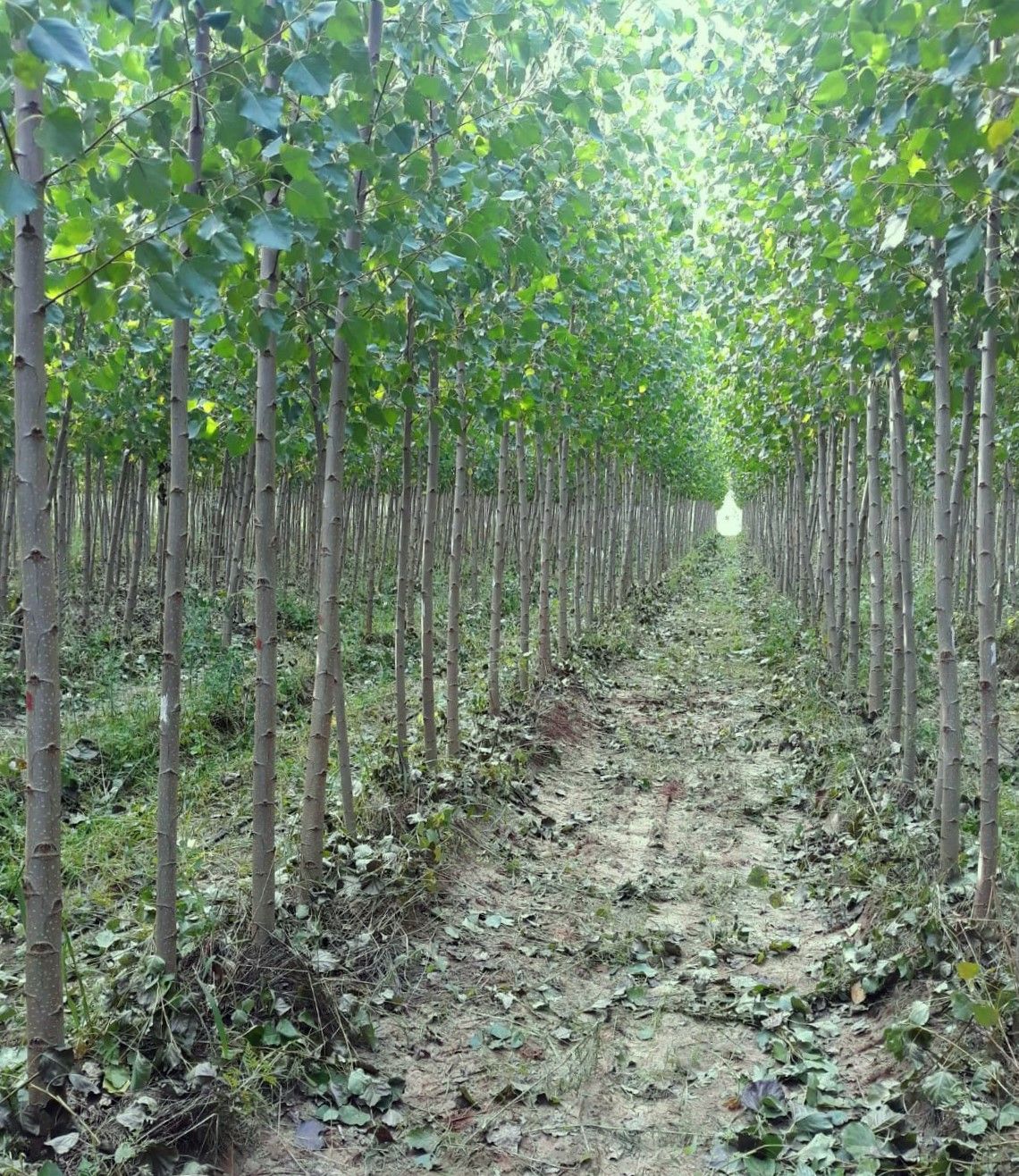 File di giovani alberi in una foresta, che formano un sentiero tra gli alberi, con foglie verdi e luce che brilla in lontananza.