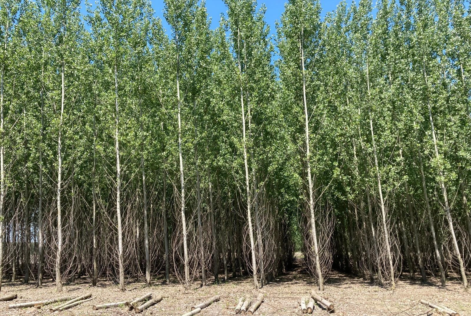 File di alberi alti e snelli con fogliame verde che si stagliano contro un cielo azzurro e terso.