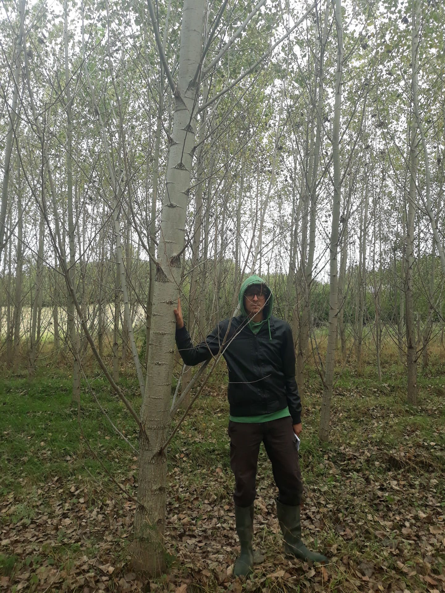 Persona in piedi accanto a un giovane albero in un ambiente boschivo. L'albero ha la corteccia chiara ed è circondato da altri alberi.